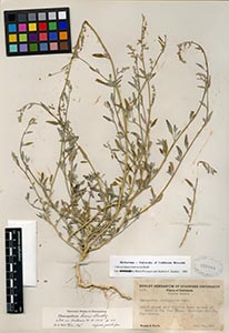 Herbarium sheet of 